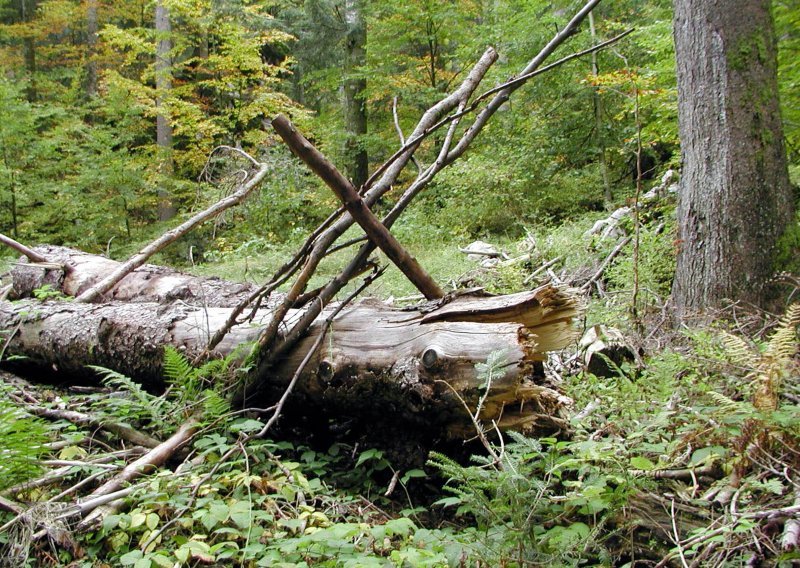 Hrvatske šume odgovorile Živom zidu: Ne izvozimo drvnu građu
