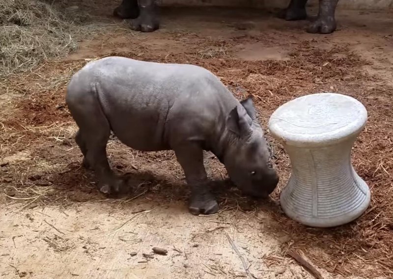 Slatki mali nosorog vježba da postane glavni frajer