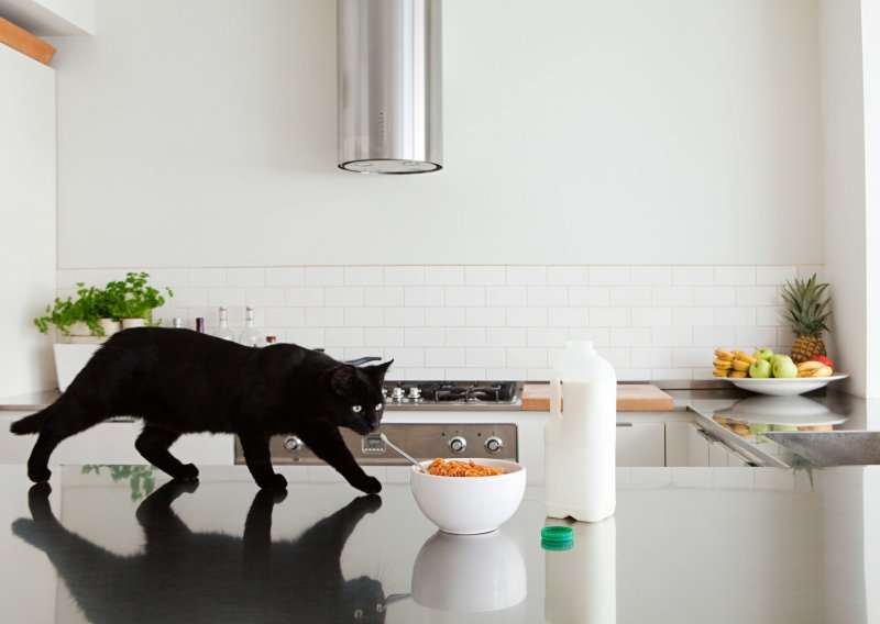 Kako naučiti mačku da ne skače na kuhinjske elemente