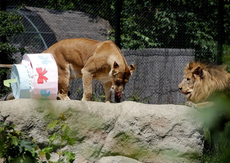 Zagrebački ZOO slavi 92. rođendan i prvi rođendan lavića Tume i Uzuri