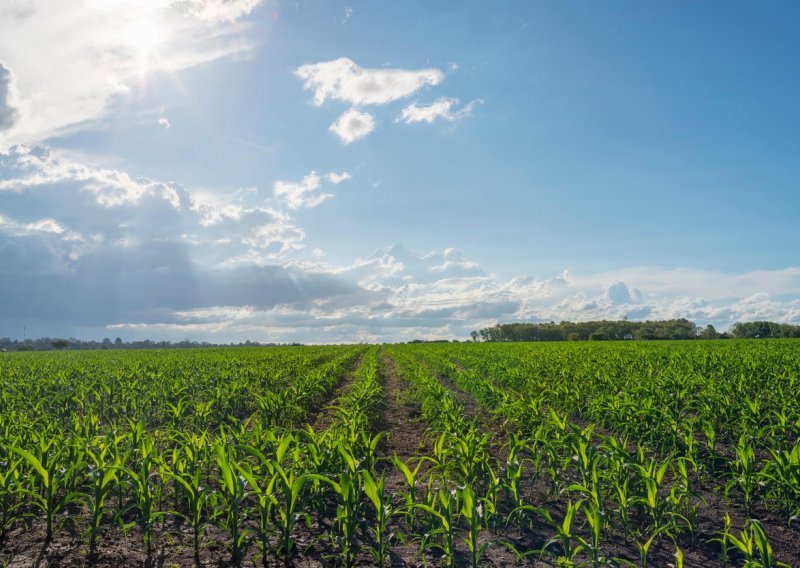 Što to Monsanto radi s umjetnom inteligencijom?