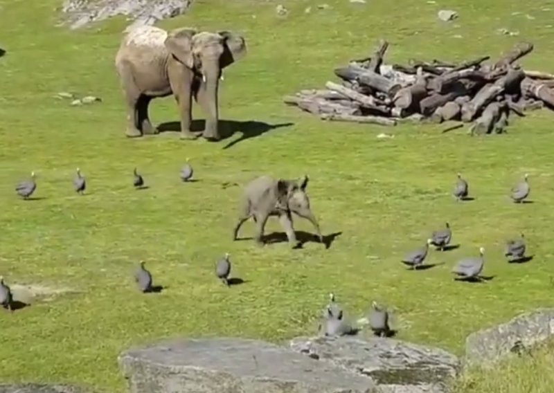 Neodoljivi slonić glumi opakog frajera