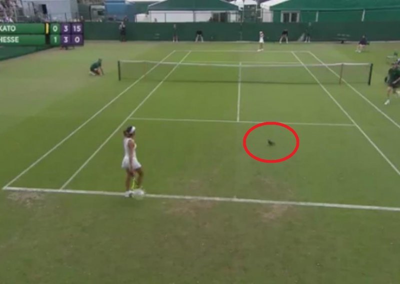 [VIDEO] Prekid u Wimbledonu zbog 'napada' iz zraka!
