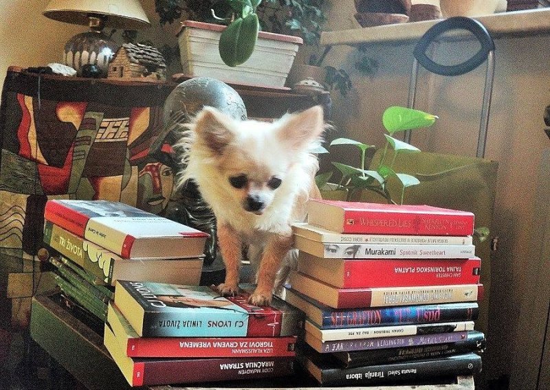 Akcija najjeftinijih knjiga u gradu za spas napuštenih životinja