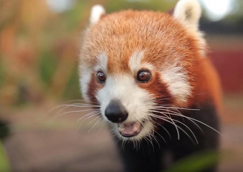 Prekrasna crvena panda upoznaje novi dom