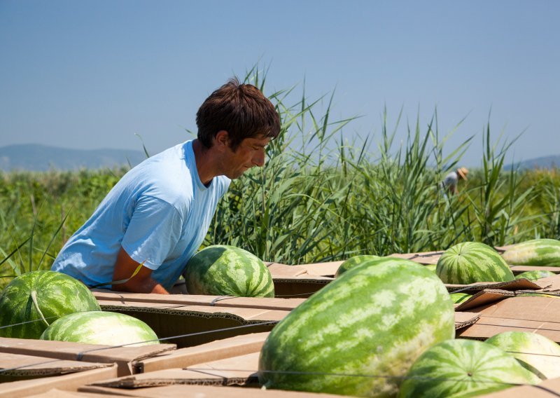Proizvođači lubenica strahuju od jeftine uvozne konkurencije
