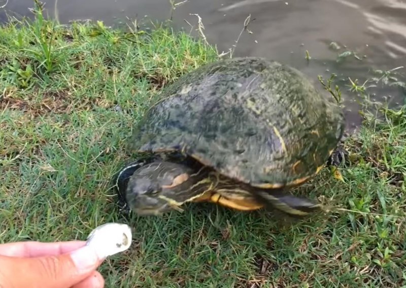 Ne dajte se zavarati – kornjače mogu biti jako brze!