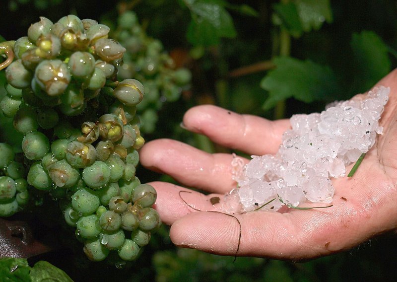 Švedski rizling? Švedski chardonnay? Sve je moguće u doba klimatskih promjena!