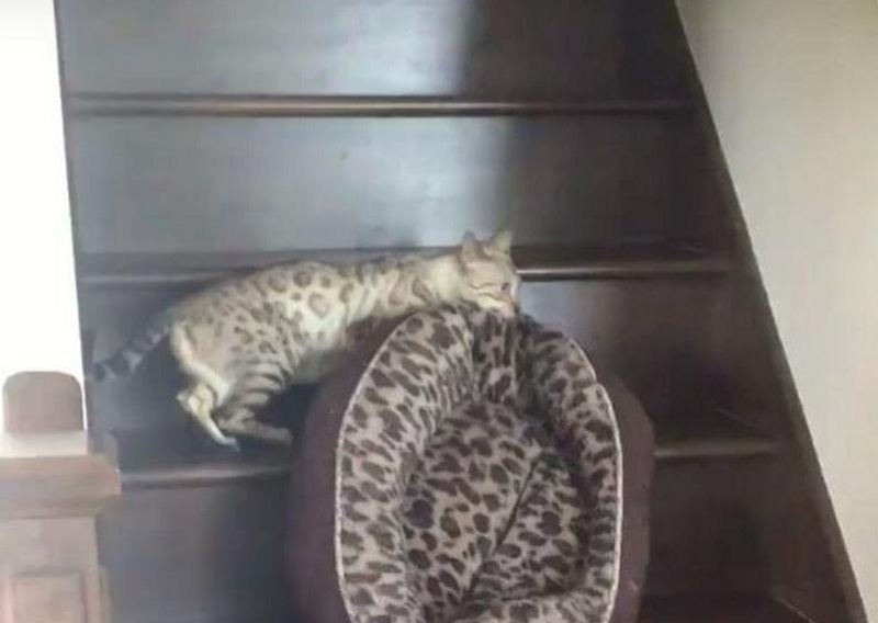 Slatka mačka ponijela krevet sa sobom