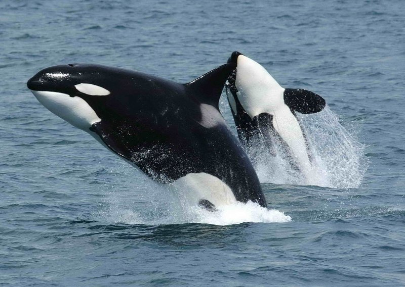 Unatoč zabrani, Kinezi započeli s uzgojem kitova-ubojica