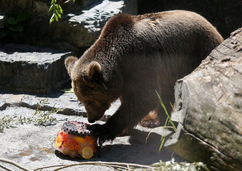 Stanovnici zagrebačkog ZOO-a dobili ledene poslastice i tuširanje