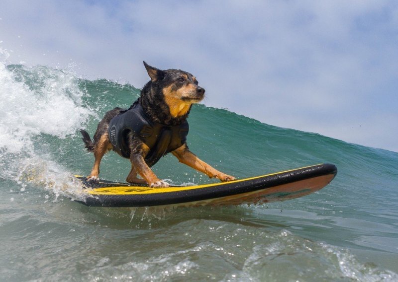 Psi surferi odmjerili snage na obalama Tihog oceana