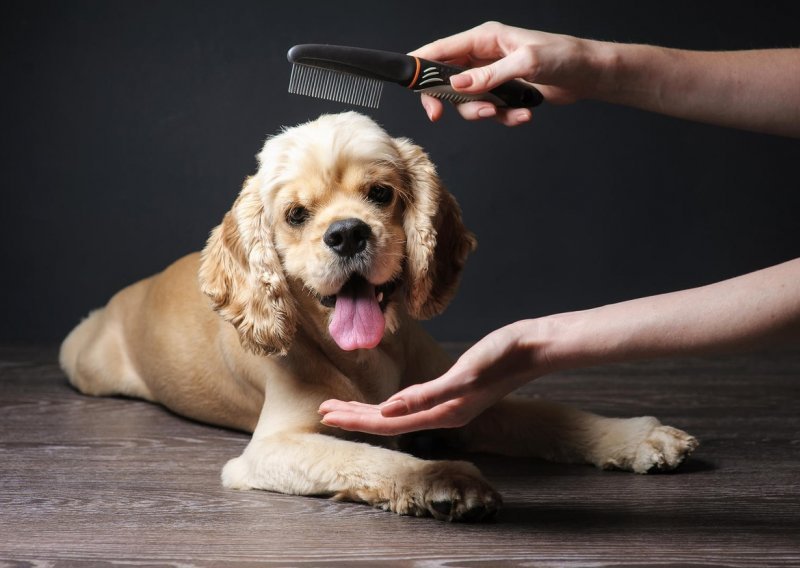 Što učiniti ako vam pas ima osjetljivu kožu
