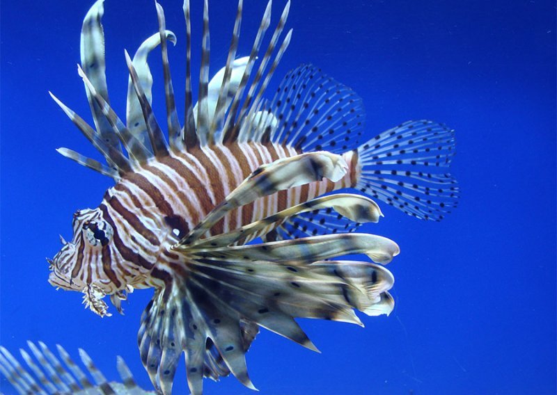 Mediteran naseljava riba čiji je ubod opasan po život
