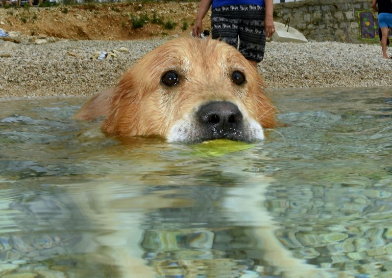 Na ovoj plaži psi su itekako dobrodošli, a njihovi vlasnici su dobili genijalne profesionalne fotografije