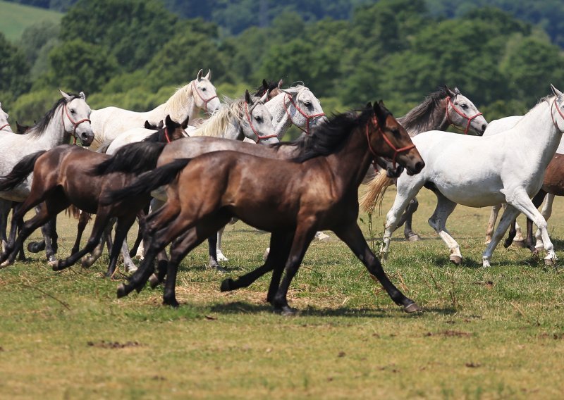 Kod Bjelovara ukradena kobila vrijedna 10 tisuća kuna