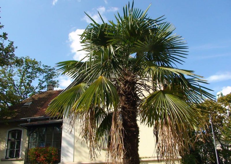 Građani navalili na palme iz zagrebačkoga Botaničkog vrta