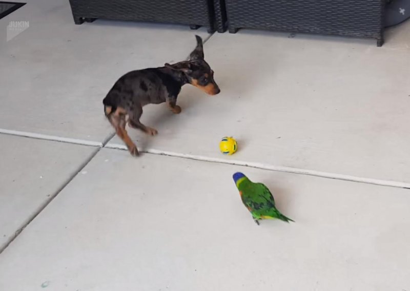 Evo kako izgleda svađa psa i papagaja
