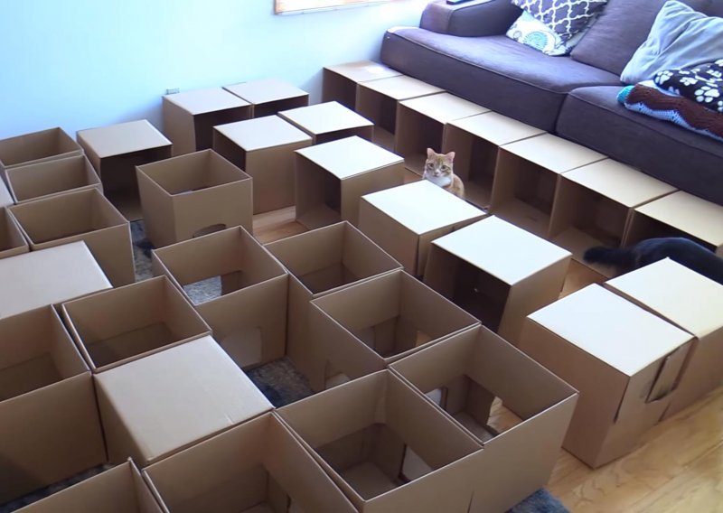 Koliko kutija mačkama treba za zabavu?