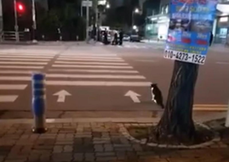 Pametna mačka čeka zeleno svjetlo na semaforu