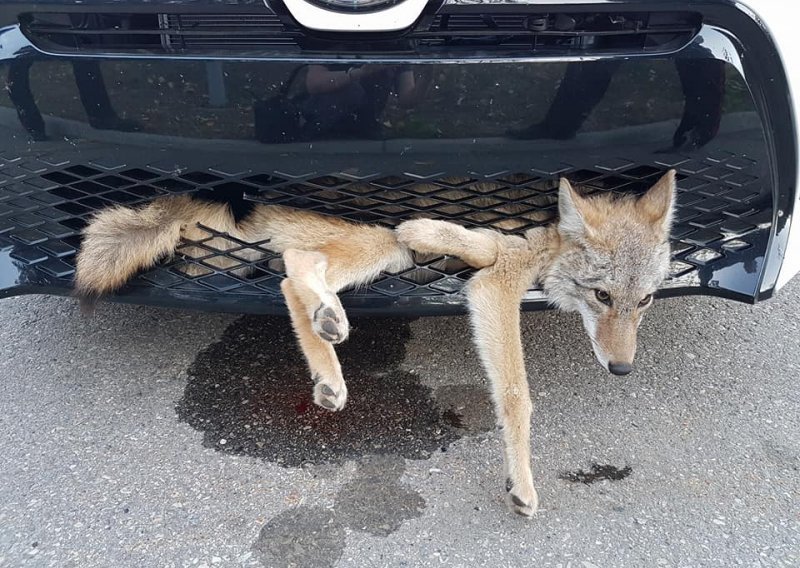 Kojot preživio sudar s Toyotom i pola sata vožnje u rešetci hladnjaka