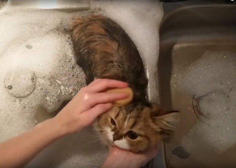Mačke ne vole vodu? Naravno da vole, barem ako pitamo ovog ljepotana