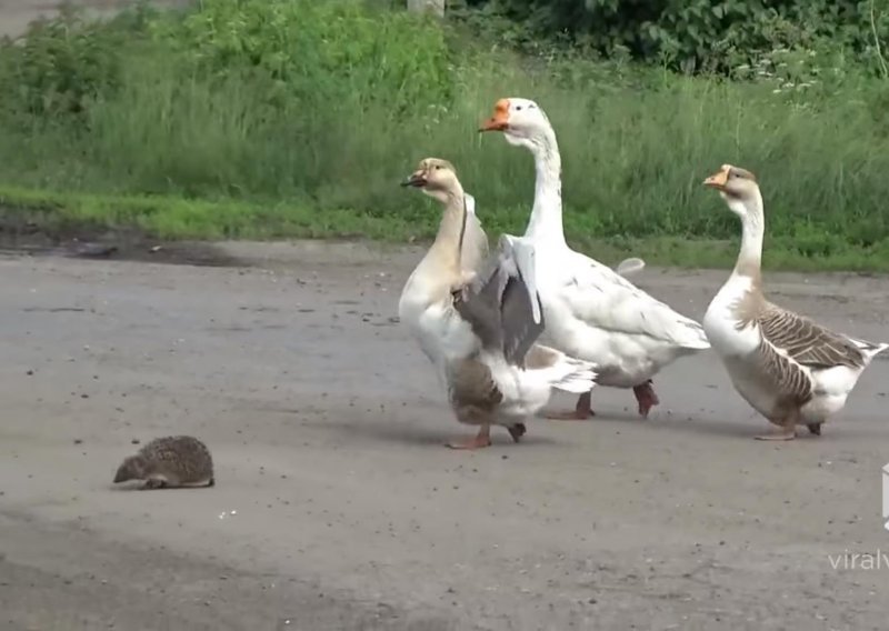 Guske ježu pomogle prijeći cestu