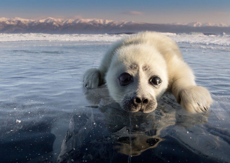 Za ove predivne snimke mladog tuljana fotografu su trebale tri godine