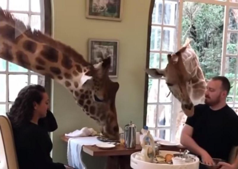 Doručak nije doručak dok za stolom nisu žirafe