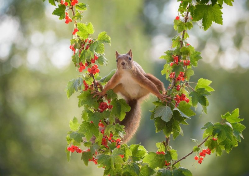 Vjeverica radi što i inače, ali ovo je najluđi video koji ćete danas vidjeti