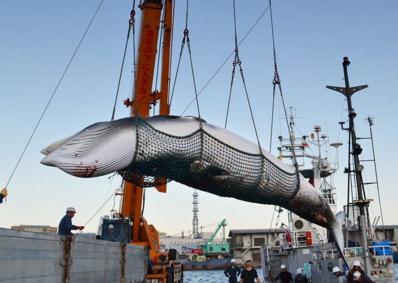 Japanci ubili 177 kitova u ime znanosti