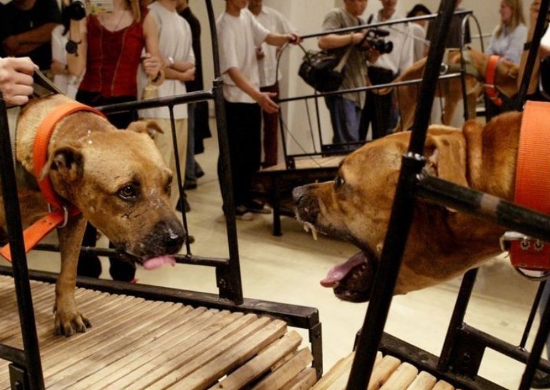 Guggenheim ustuknuo pod teškim pritiskom: Povukli radove s psima i tetoviranim svinjama