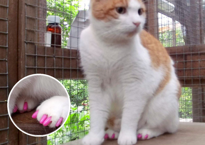 Što kažete na mačku s ružičastim umjetnim noktima?