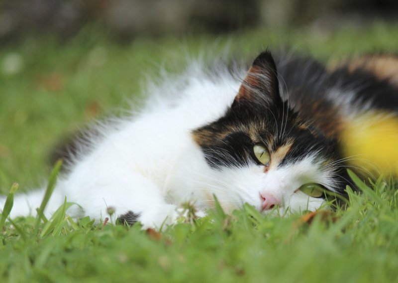 Znate li koliko su male razlike između divljih i kućnih mačaka?