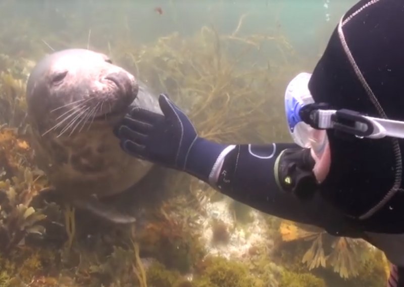 Zaronio je i duboko ispod vode ugledao umiljatog tuljana