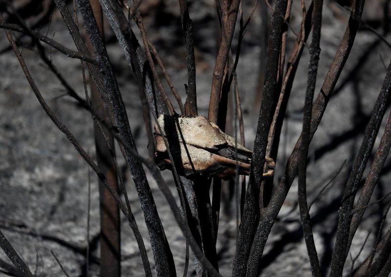U šumskim požarima u Portugalu poginulo najmanje 27 osoba