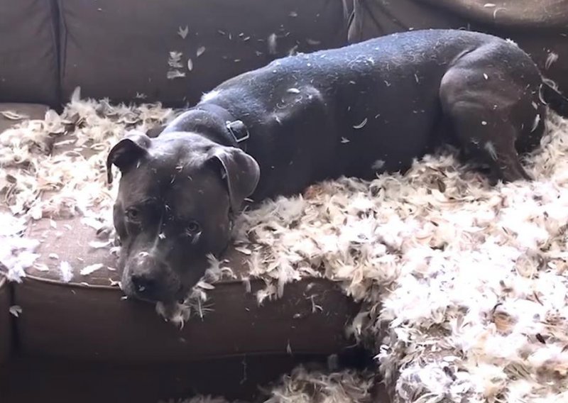 Pas bez trunke grižnje savjesti rastrgao jastuk