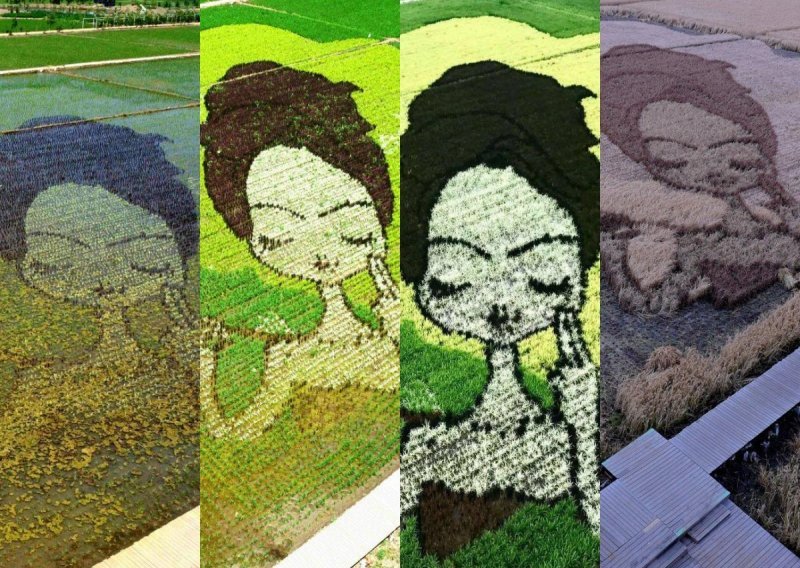 Na kineskim poljima rastu 3D umjetnička djela