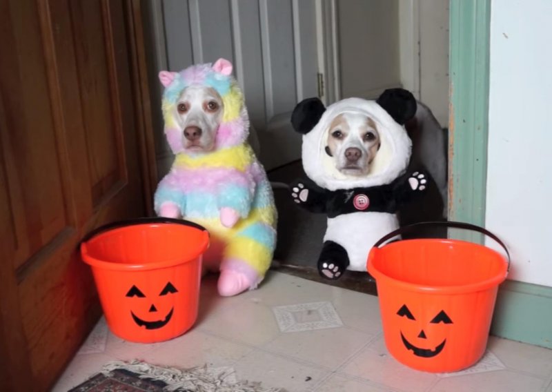 Psi isprobali desetke kostima za Noć vještica