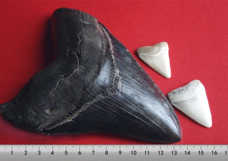 U Kupi otkriven zub najvećega morskog psa ikada?!