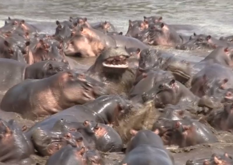 Nilskim konjima netko je nepozvan upao na zabavu, možete li ga pronaći?