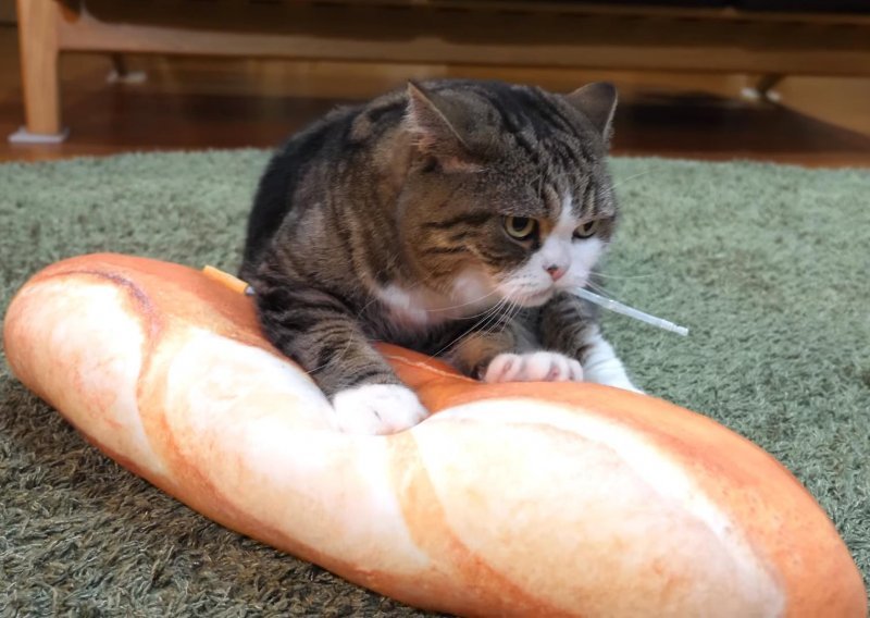 Mačak Maru postao pekar
