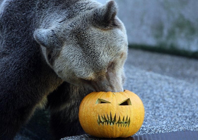Fotografija medvjeda u Crikvenici na Halloween izazvala lavinu komentara