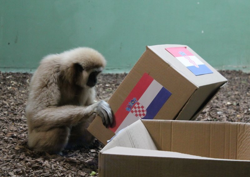 Hrvatska ili Grčka? Pogledajte što prognozira majmun iz zagrebačkog ZOO-a