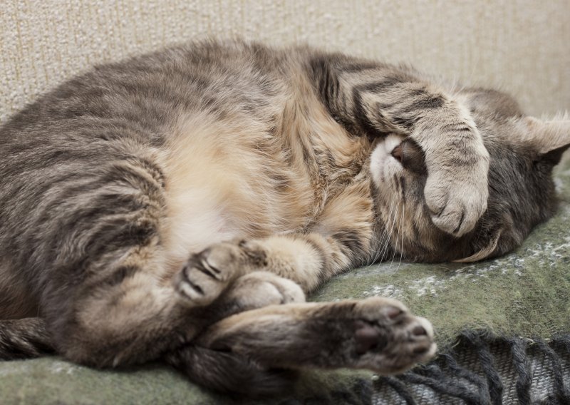 Zašto mačke toliko spavaju?