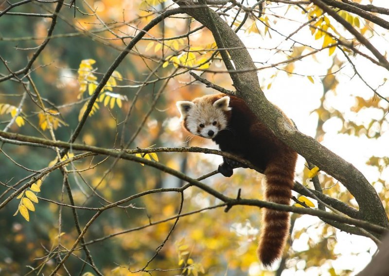 Zoološki vrt grada Zagreba proslavio Dan crvenih pandi