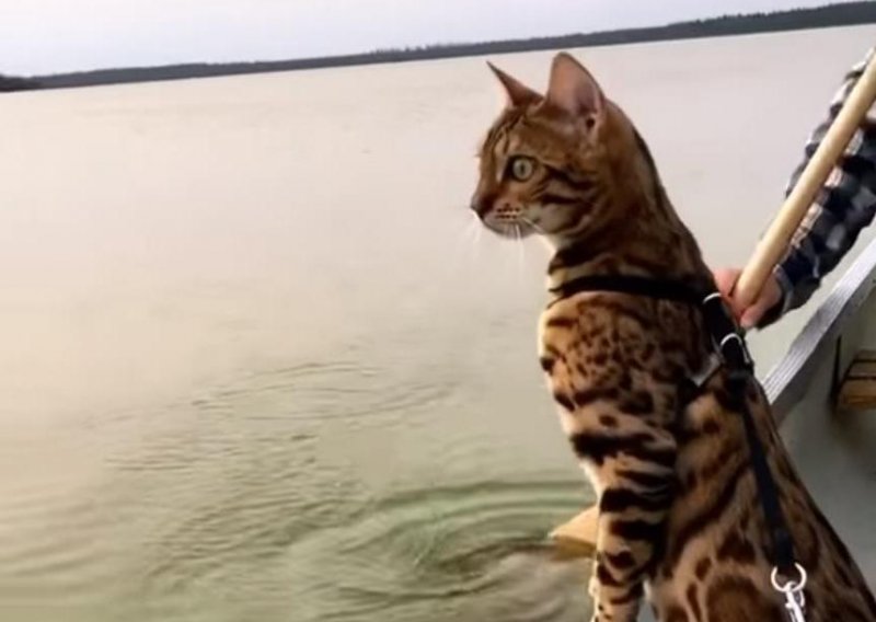 Mačka Suki moči šapice dok se vozi u kanuu