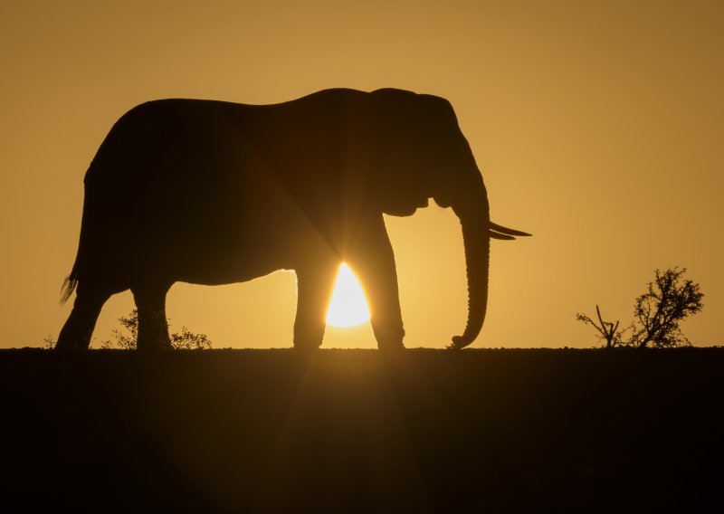 Trump pronašao rupu u zakonu i ponovo dozvolio uvoz trofejnih slonova u SAD