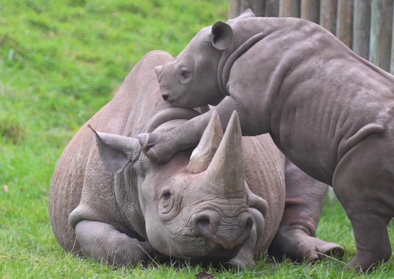 Slatki mali nosorog ne prestaje gnjaviti mamu