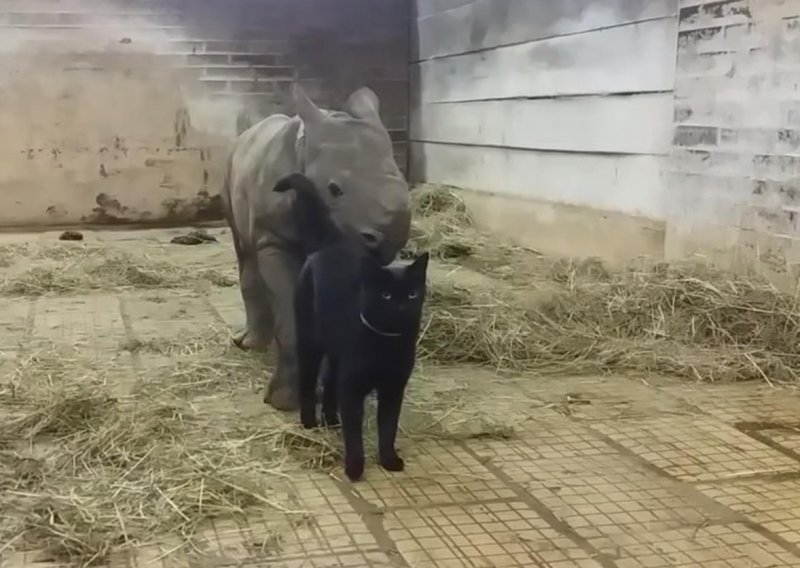 Mačke se uvlače pod kožu ljudima, ali i nosorozima